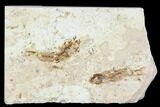 Two Cretaceous Fossil Fish (Armigatus) - Lebanon #110844-1